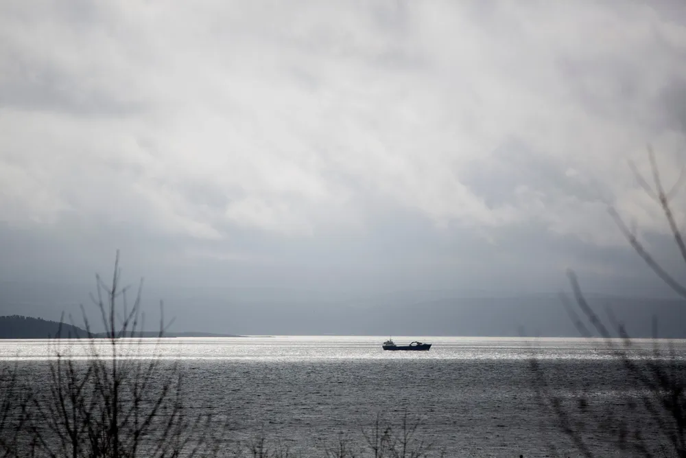 Indre Oslofjord har hatt store forekomster av dyreplankton de siste årene, inkludert hoppekreps, et viktig byttedyr for brisling og sild, og krill, skriver biologiprofessorene.