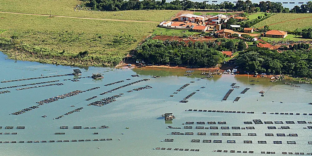 New rules a boost for Brazilian tilapia industry.