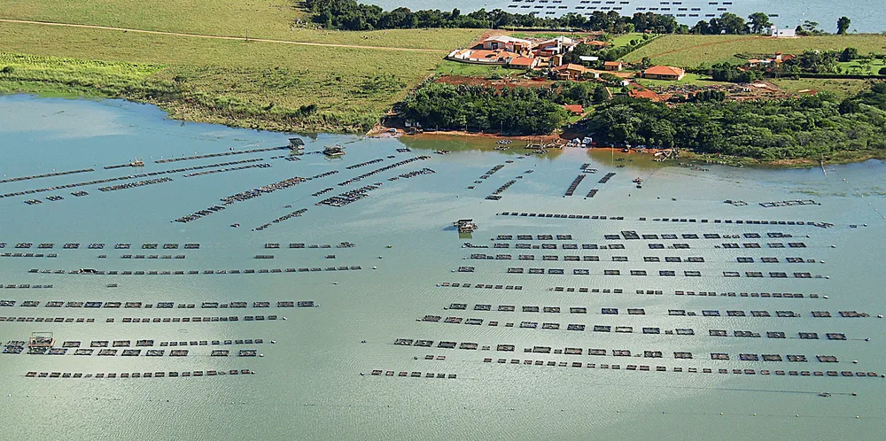 Skretting tilapia feed launches in Vietnam, Ecuador