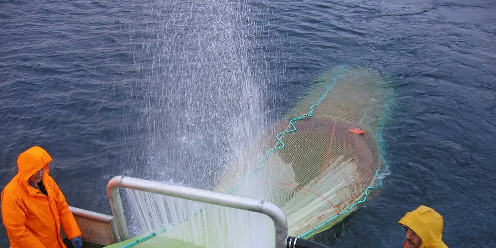 RAUÅTETRÅLING: 30 aktører er villige til å risikere kapitalen sin, for å kanskje kunne få lov å bane vei for, og utvikle det som kan bli en del av morgendagens fiskerinæring. Det bør ikke harseleres med, skriver Carl Aamodt i Aamodt Fiskeri AS.Foto: Calanus AS