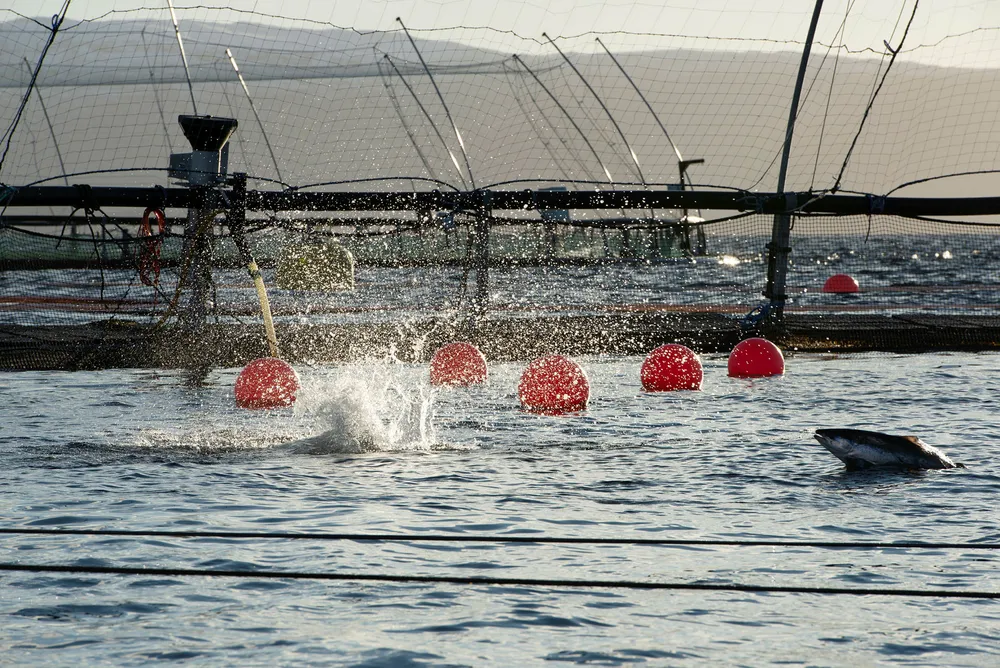 NCS er gasellebedrift fra Finnsnes. De leverer tjenester til havbruksnæringen, blant annet Salmars oppdrettsanlegg Skårliodden nord på Senja i Troms.