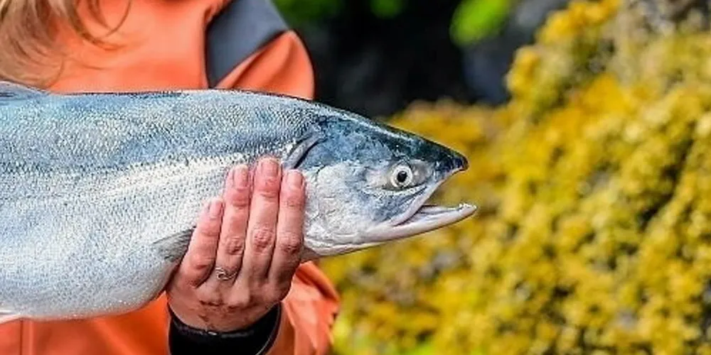 Copper River salmon brings eager buyers every year.