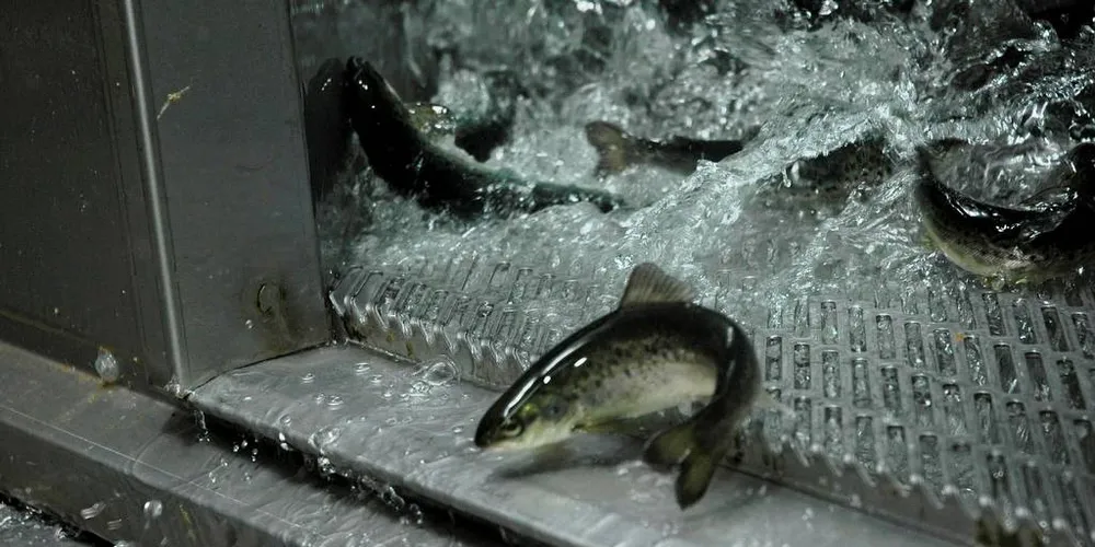 Fossing Storsmolt har som formål å produsere smolt eller stor smolt til sine kunder. Foto: Jogvan H. Gardar