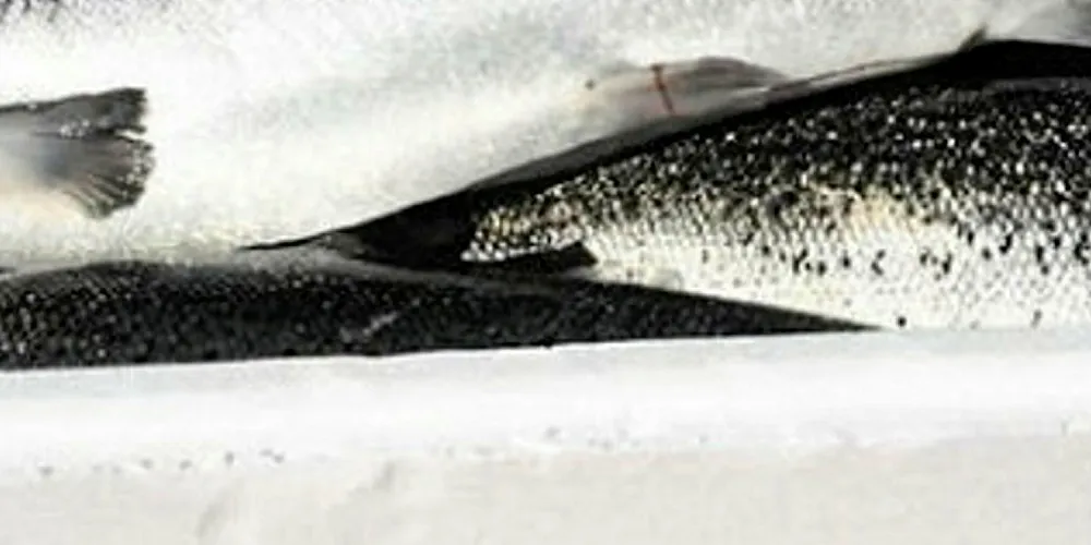 Atlantic Sapphire fresh salmon box.