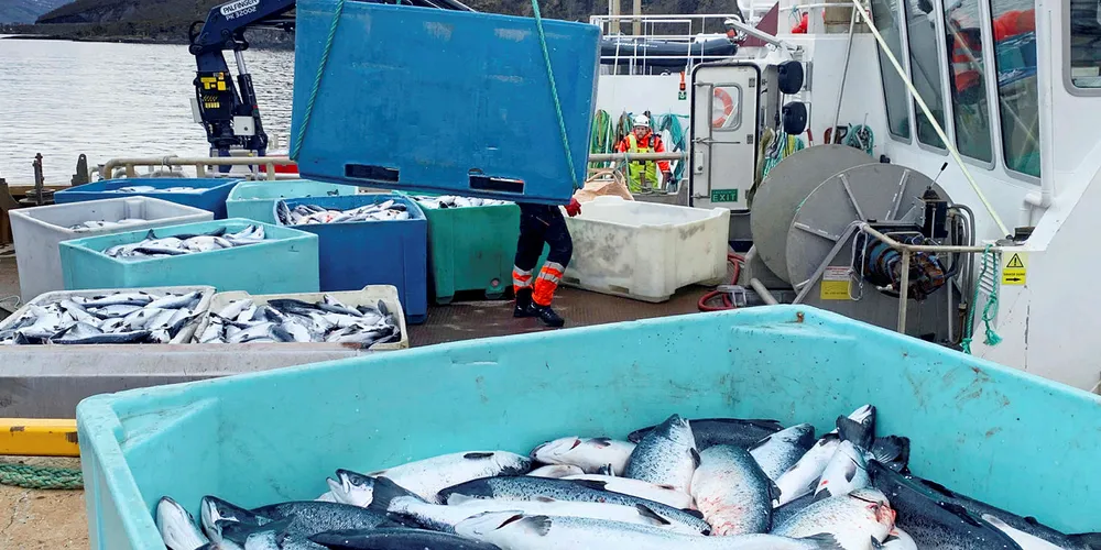HARDT RAMMET: Kasse på kasse med død laks på kaia på landbasen til Northern Lights Salmon i Balteskard i Sør-Troms, etter at dødelige alger har tatt livet av millioner av laks.