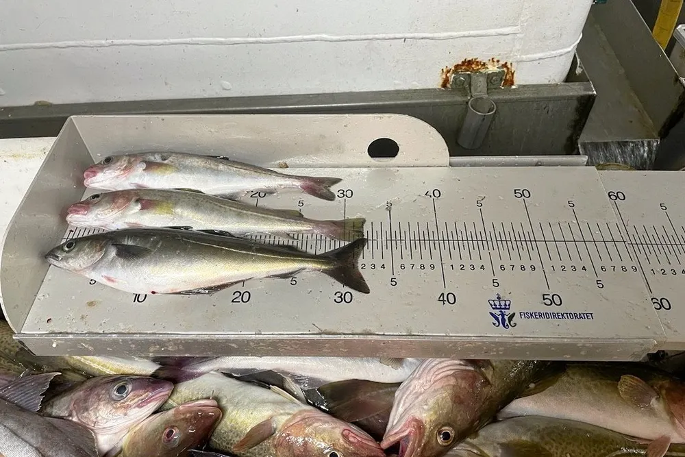 Mye småfisk på Finnmarka har de siste årene ført til innstramminger i reguleringene både på torsk og hyse. Bildet viser sei og hyse under minstemål, fra prøver tatt på felt i Øst-Finnmark våren 2024.