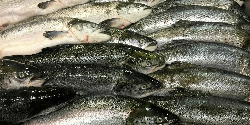 Is the end coming for Atlantic salmon farming in Washington state?