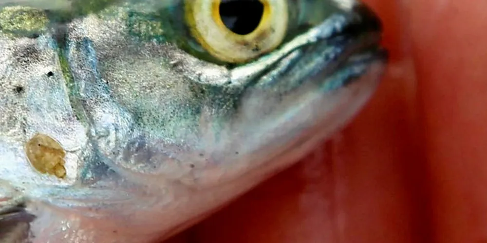 Lakselus på liten fisk.