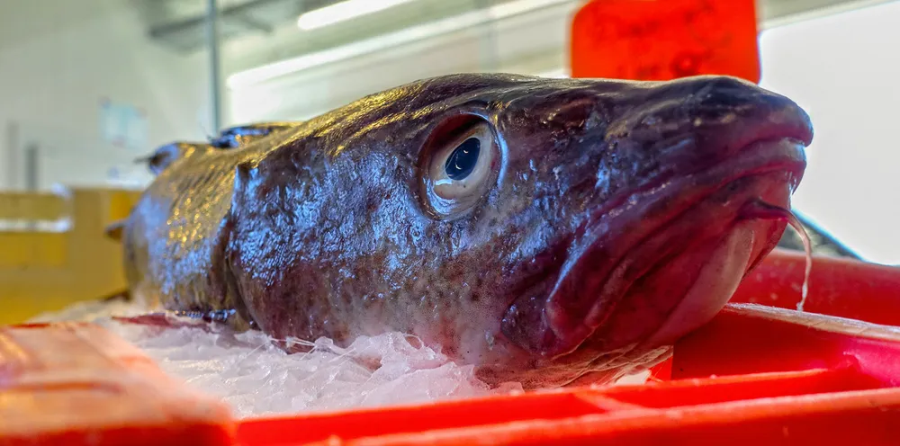 Atlantic cod.