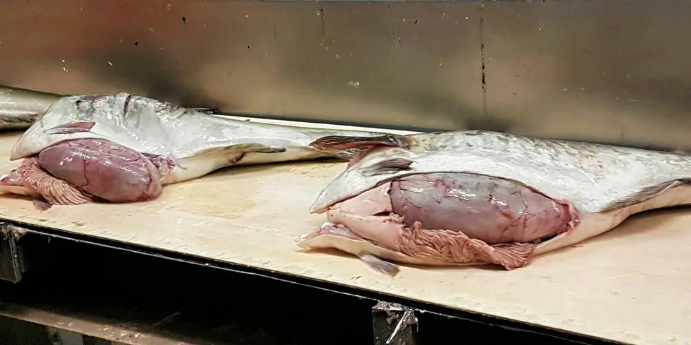 VELFYLT: Torsken som landes i Nord-Troms for tida bærer tydelig preg av den gode mattilgangen i området. Foto: Norges Råfisklag
