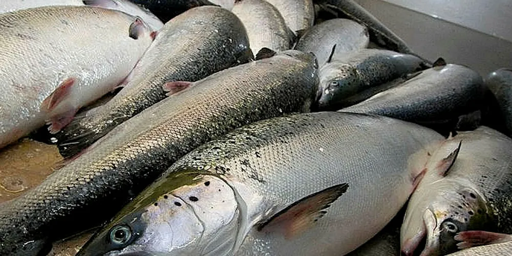 Farmed salmon prices down into next week.