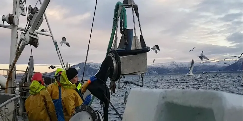 Ballstadværingen på NVG-sildefisket. Foto: Tor Inge Nilsen