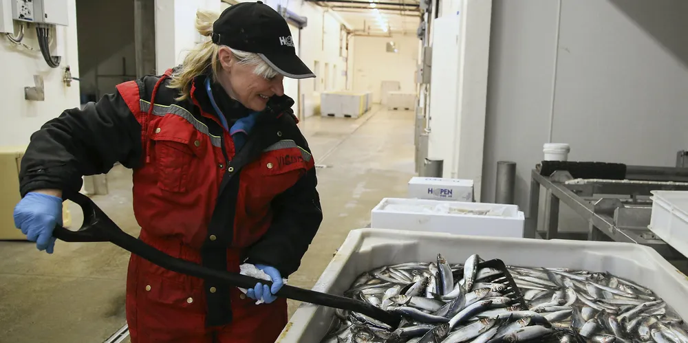 UFORUTSIGBART: Sildas overvintringsdynamikken fører til at vinterfiskeriene har kommet og gått. Bildet er fra Hopen fisk.