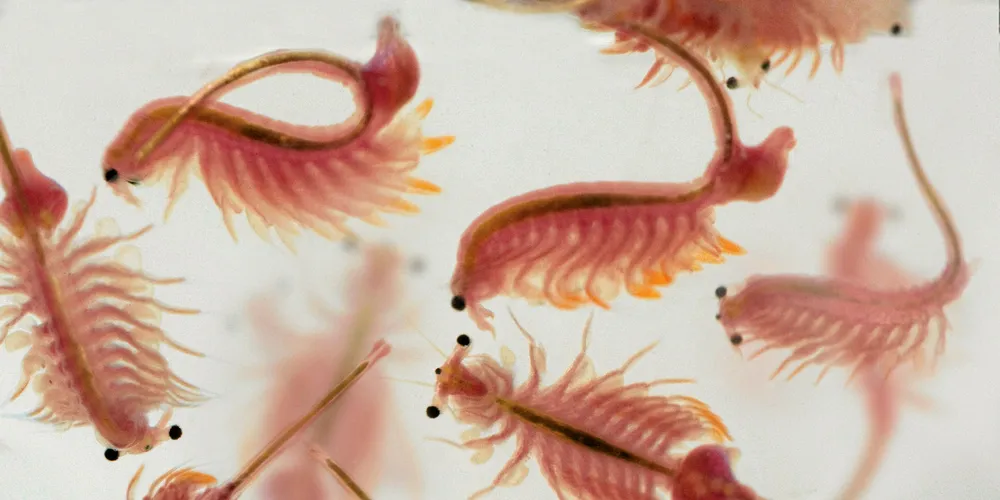 Artemia salina.