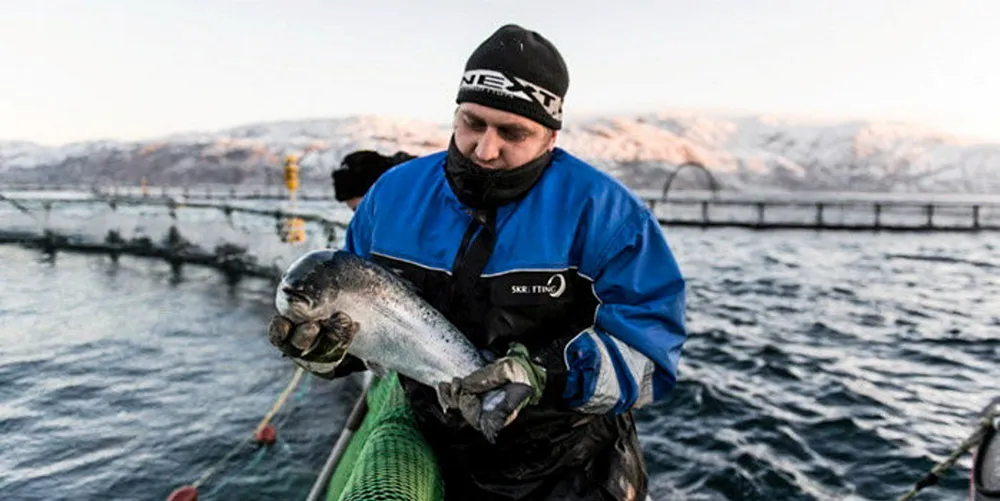 Russlands produksjon av oppdrettslaks har nådd en viktig milepæl.