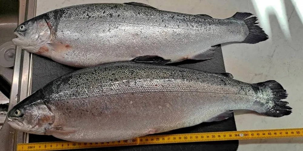 To av regnbueørretene som ble gjenfanget etter at de rømte fra Lerøys anlegg i august.