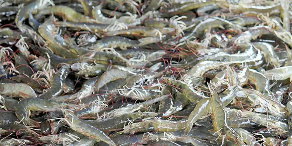 Farmed shrimp.
