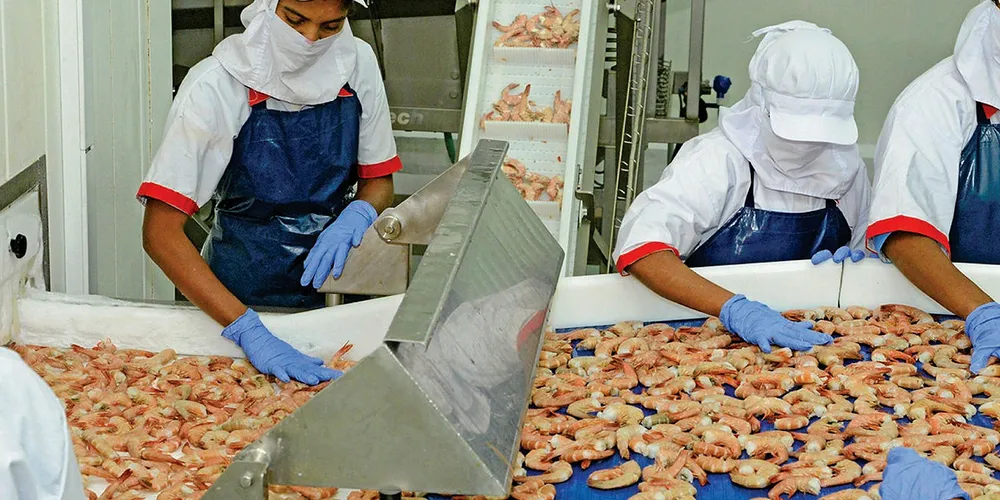 Indian shrimp processing.
