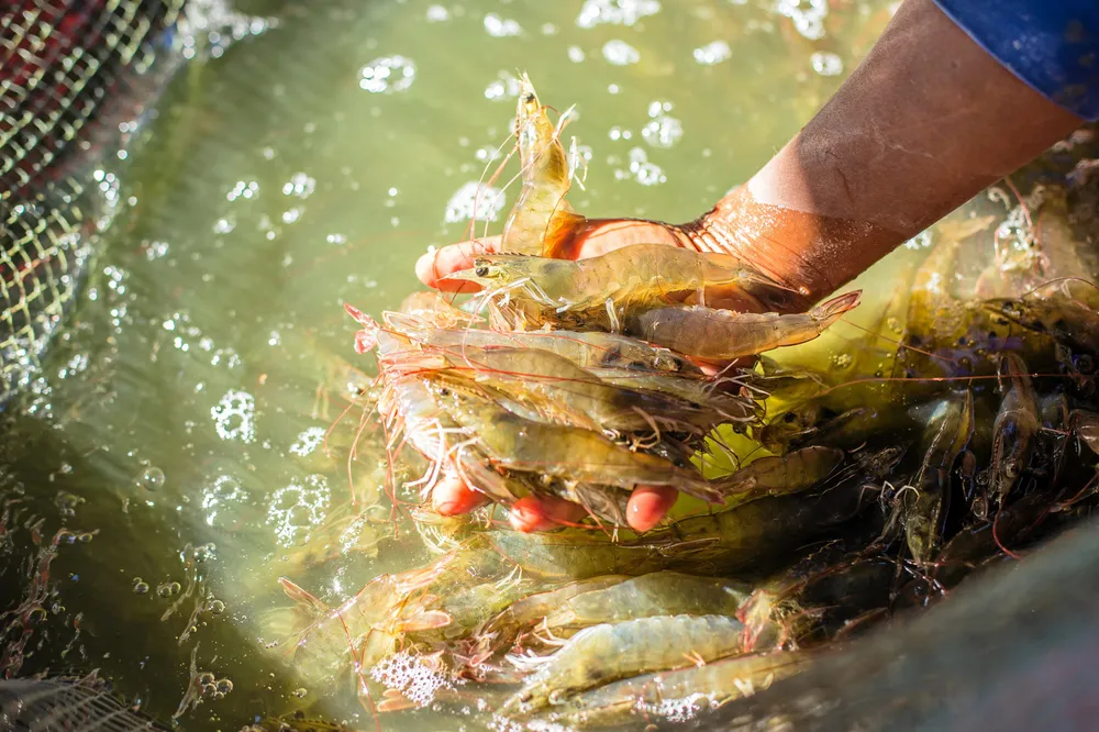 Mitsui and Co acquired a 20 percent stake in Ecuadorian shrimp producer Santa Priscila last year.