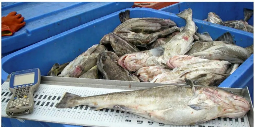 Pacific Cod mortalities may be due to a long-lasting warm pool of water in the gulf.
