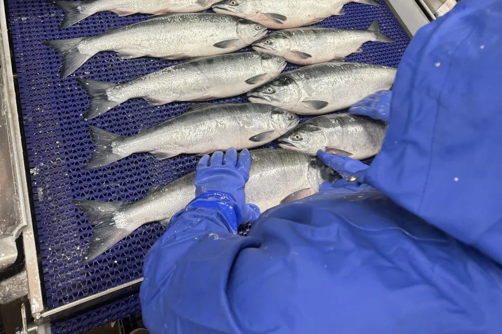 Northline Seafoods is situated in the Nushagak river district for the 2025 Bristol Bay season.