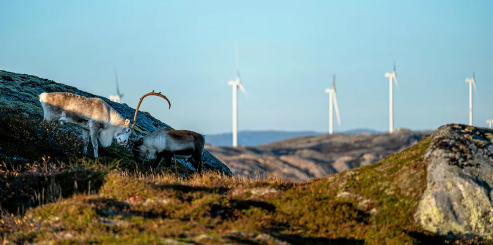 For ett år siden ga Høyesterett reindriftssamene rett i at deres rettigheter er krenket etter bygging av vindkraft i reindriftsområdene på Fosen. Her bilde fra Storheia vindpark på Fosen.