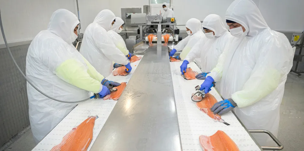 While Norway struggles to sort out its tax issues, the Chilean salmon industry is holding back on striking contracts.