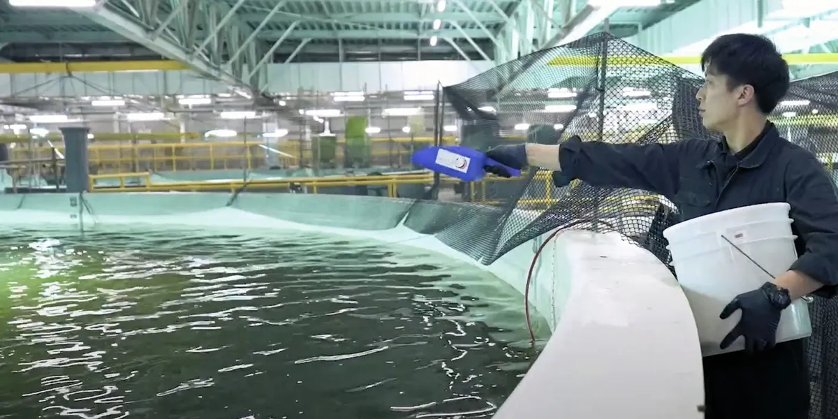Land-based salmon farmer loses more than $1 million in fish | Intrafish