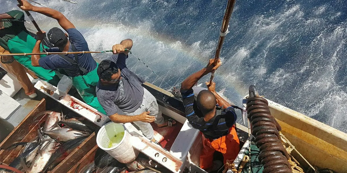 Q&A: Where next for South African pole-and-line tuna? | Intrafish