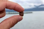Fiskefôr. Slike pellets er det laksen får servert i mærene.