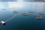 Per i dag selskapet som har søkt flest torsketillatelser produsere 30.000 tonn årlig. Mot 2030 er ambisjonene å kunne nærme seg 100.000 tonn.