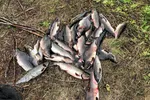 Dette bildet viser felllefanget pukkellaks fra Sør-Varanger.