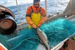 Torsken har fått tilbake miljømerkingen MSC, noe som er svært godt nytt for torskenæringen. Nå forsvinner et potensielt salgshinder i de bærekraftsbevisste markedene ute i verden.