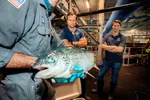 Atlantic Sapphire og gründer Johan Emil Andreassen (i midten) skal oppdrette laks på land i USA. Selskapsnavnet spiller på det safir-fargede blåskjæret langs ryggen på fisken. Finansdirektør Karl Øystein Øyehaug (til høyre) følger med mens en veterinær sjekker en laks.