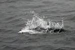 Jakten på rømt oppdrettslaks er snart i gang i Trøndelag og Nordland.
