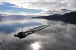 Hvordan regulere og kontrollere best mulig? Bilder viser Eide Fjordbruk, lokalitet Hondskår i Hardangerfjorden, Kvinnherad kommune i Vestland (tidligere Hordaland).