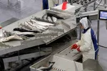 Produksjonsfisk må feilrettes før omsetning til humant konsum, jevnfør Fiskekvalitetsforskriften, og kan ikke eksporteres før dette er gjort. Bildet viser Cermaq sitt slakteri i Steigen.