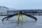 Atlantis Subsea Farming er en av dem som har konvertert sin utviklingstillatelse.