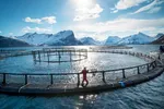 Flere oppdrettslaks døde i 2022 enn i 2021 ifølge risikorapporten for oppdrett 2023.