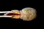 Lakselus (Lepeophtheirus salmonis), hunkjønn, fotografert med en spesiell linse som tillater ekstreme forstørrelser. Lusene er i virkeligheten 4–5 mm brede.