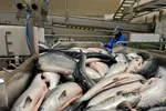 Lerøy Aurora sitt anlegg på Skjervøy i Nord-Troms slakter rundt 70.000 tonn laks per år. Av dette er rundt 30.000 tonn for eksterne kunder, mens rundt 40.000 tonn er Lerøys egen fisk.