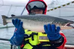 Der er store verdier å hente på bedre fôring og større fisk.