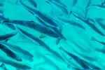 Smolten hos Salmon Evolution har nå vokst seg slakteklar.