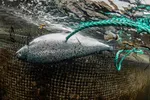 Hvis laksenæringen hadde gjort som landbruket og dokumentert hele livssyklusen til fisken, blir det tydelig hvor stor forskjellen er, skriver forfatteren. Her, en død laks.