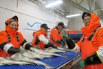 Flere ordførere i Finnmark etterspør distriktskvoter til Finnmark, men det vil ikke løse problemene for fiskeindustrien.