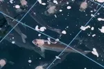 Laks helt oppspist av lus i anlegget til Mowis islandske datterselskap Arctic Fish på Island. All fisken i anlegget skal være død eller syk.