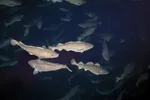 Kysten trenger råstoff og fisk til anleggene på land. Da må det satses på oppdrettstorsk når havforskerne er så tydelig på at det vil bli betydelig mindre villfanget torsk å høste på.