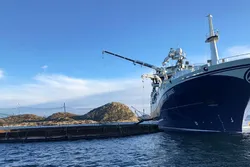 Slaktebåten «Norwegian Gannet» i aksjon ved en merd.