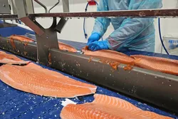 Filetfabrikken AS i Nittedal kan foredle rundt 10.000 tonn råstoff per år.