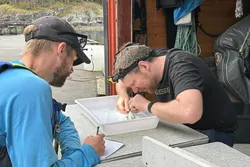 Norce-forskerne Espen Olsen Espedal og Christoph Postler på lusetelling på Herdla, Askøy utenfor Bergen.
